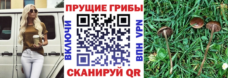 Псилоцибиновые грибы MAGIC MUSHROOMS  хочу наркоту  Сурск 